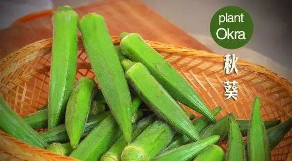 还在吃秋葵吗?赶紧看看吧!别怪我发晚了….|糖