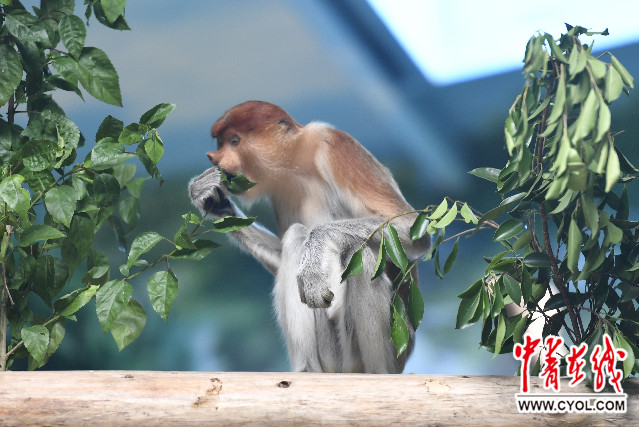 中国首次引进濒危物种大鼻猴落户广州|濒危物