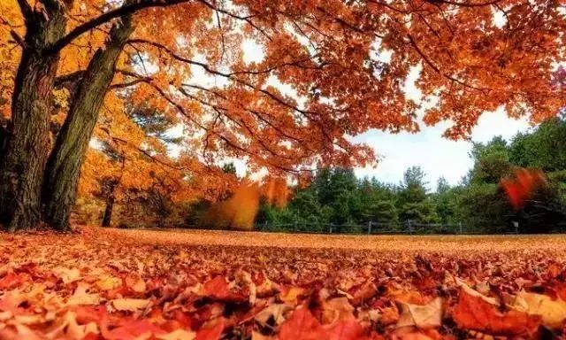 大连最佳赏枫地图来袭!国庆长假就要到了,赶紧