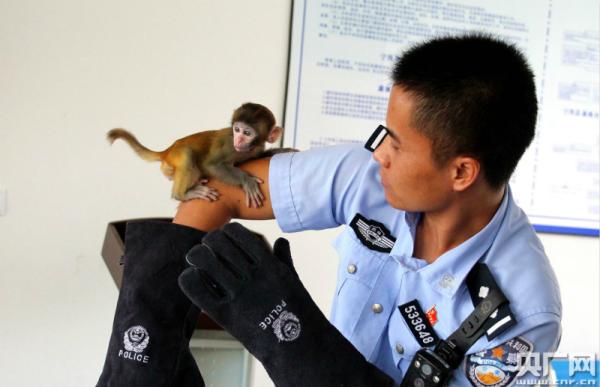 旅客在西双版纳买幼年小猕猴欲带回家当宠物，车上被民警查获