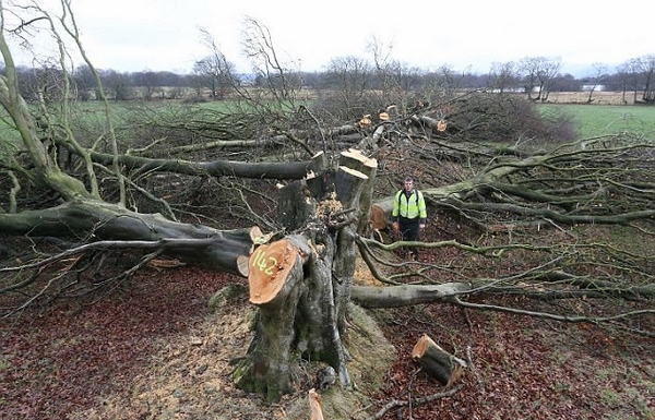 英农民为报复被征地砍倒200棵古树 遭罚款90