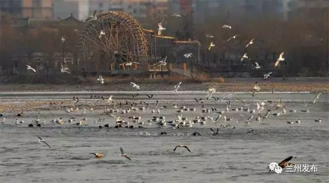 一诗 · 一城 古诗中绝美的兰州是这样的…|黄河