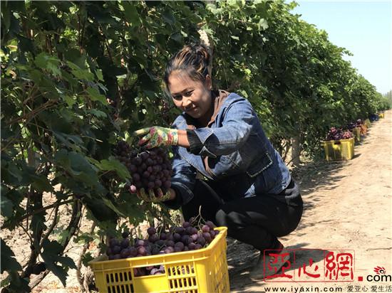 砥砺奋进的五年 新疆昌吉市:伴着民族团结的旋