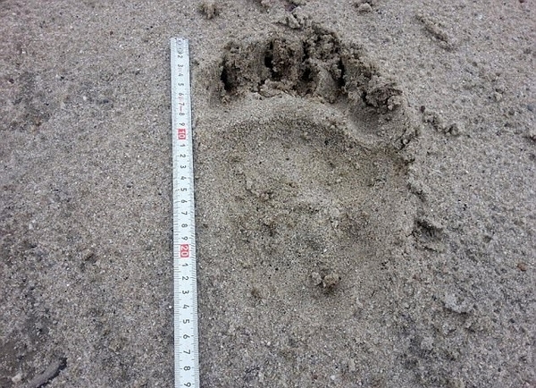 俄石油工人遭棕熊袭击 被开膛破腹活吃|棕熊|石