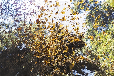 墨西哥帝王斑蝶大迁徙场面壮观