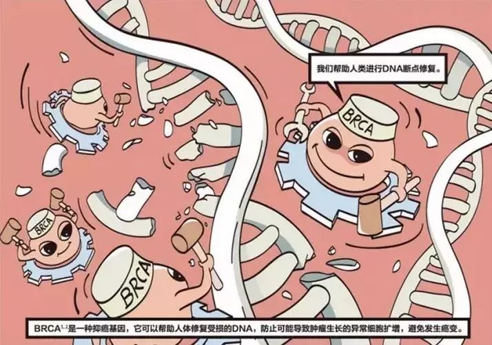 我国卵巢癌死亡率居妇科恶性肿瘤之首,BRCA