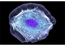 剧毒砒霜有望治疗慢性白血病|叶酸|砒霜|慢性白