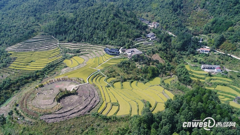 岳坝镇草林村皇庄山主要开发高山水稻,由于海拔在一千多米,每年一季