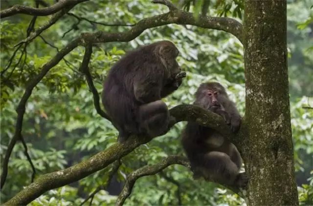 上山徒步两日,人间已是百年|报国寺|峨眉山|旅游