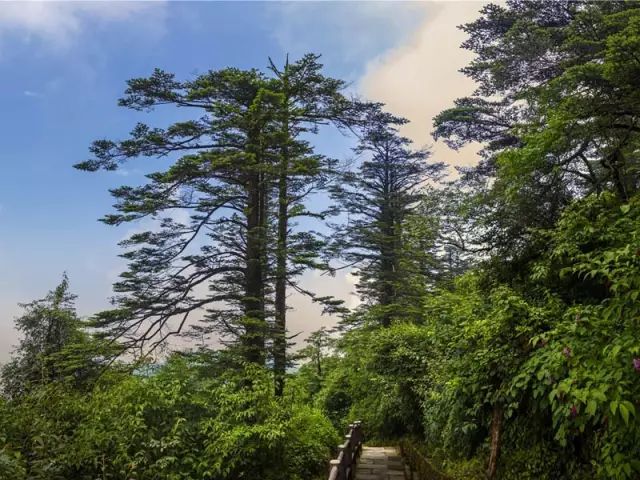 上山徒步两日,人间已是百年|报国寺|峨眉山|旅游