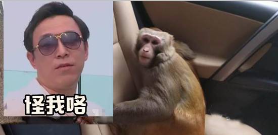 北京游客被迫色诱昆明猴子?广东人躺枪…视频