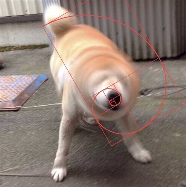 黄金螺旋:日本柴犬随意一躺竟创造多处黄金螺旋
