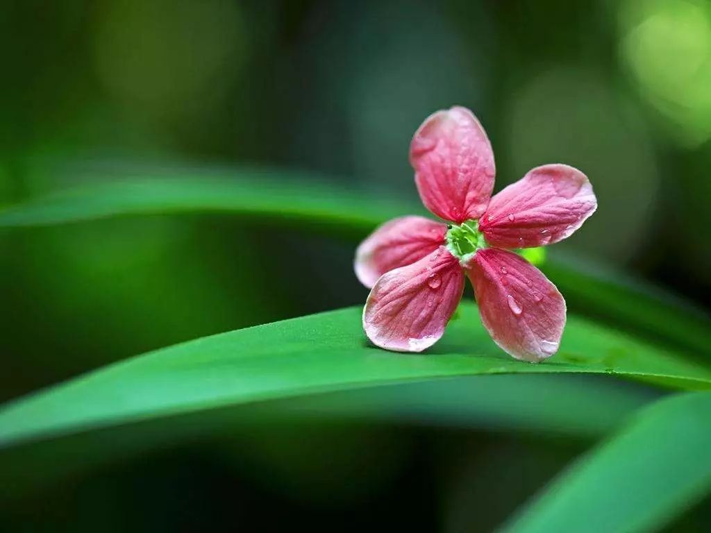 最简单的花_蝴蝶兰安全过冬最简单的方法,选对花正确养