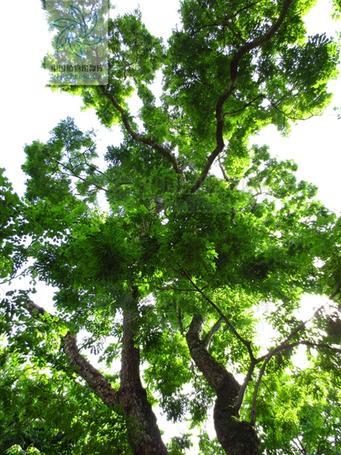 黄花梨植株