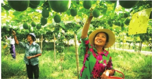 新型职业农民:今年4万人将领证