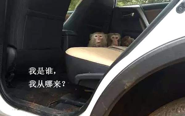 北京游客被迫色诱昆明猴子?广东人躺枪…视频