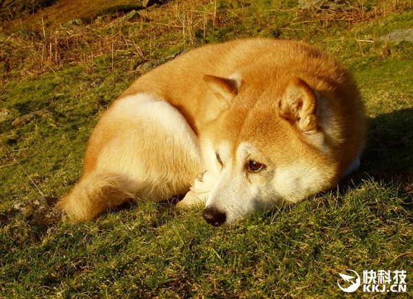 黄金螺旋:日本柴犬随意一躺竟创造多处黄金螺旋