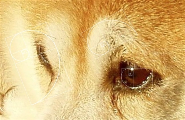 黄金螺旋:日本柴犬随意一躺竟创造多处黄金螺旋