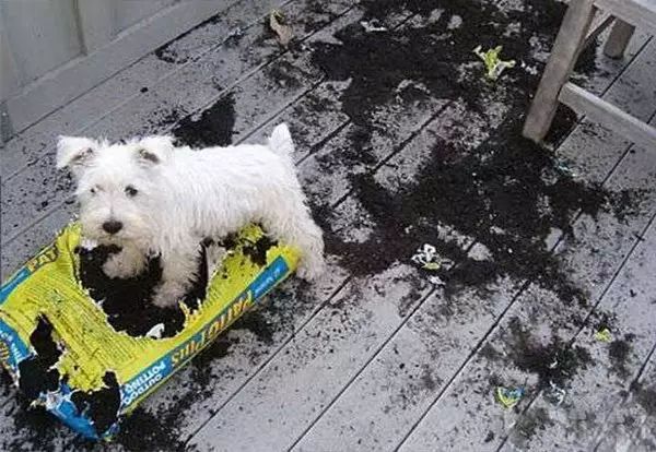 宠物拆家上榜名单,你家宠物排第几?|喵星人|熊