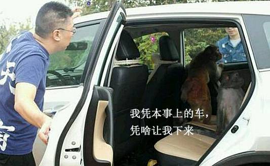 北京游客被迫色诱昆明猴子?广东人躺枪…视频