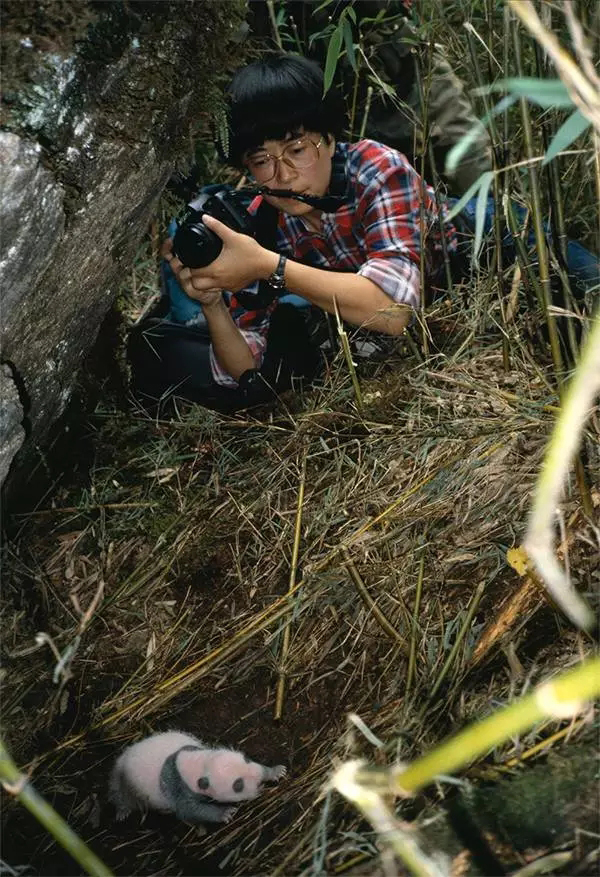 吕植教授在秦岭研究大熊猫.