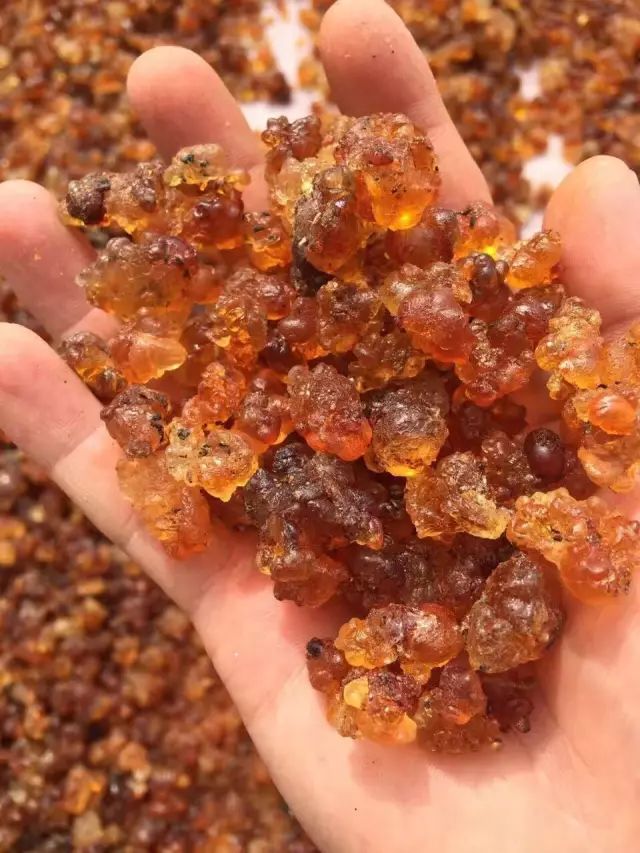 疙瘩一直被嫌弃,如今却成了宝贝.|奉化|桃胶|疙