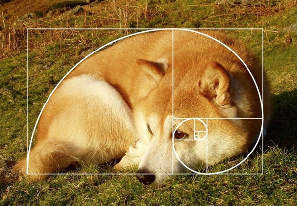 黄金螺旋:日本柴犬随意一躺竟创造多处黄金螺旋