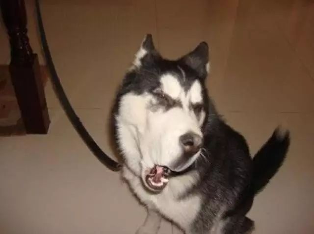 宠物拆家上榜名单,你家宠物排第几?|喵星人|熊