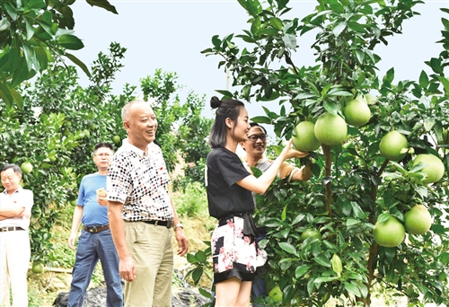 金融扶持特色产业助脱贫|特色产业|脱贫|马家柚