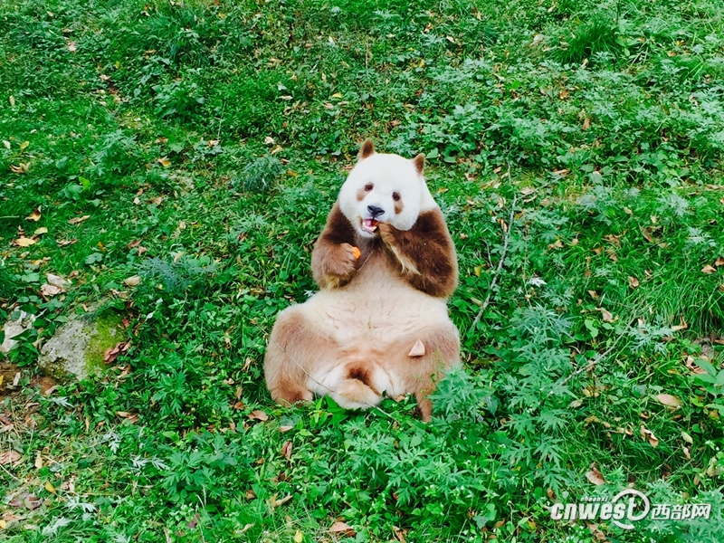 十一去佛坪:吃扫把菌喝山茱萸酒 看唯一棕色大熊猫