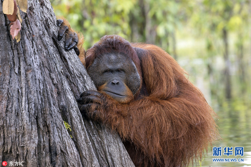 印尼猩猩冒险下水沐浴 伸胳膊拉筋洗的好舒服