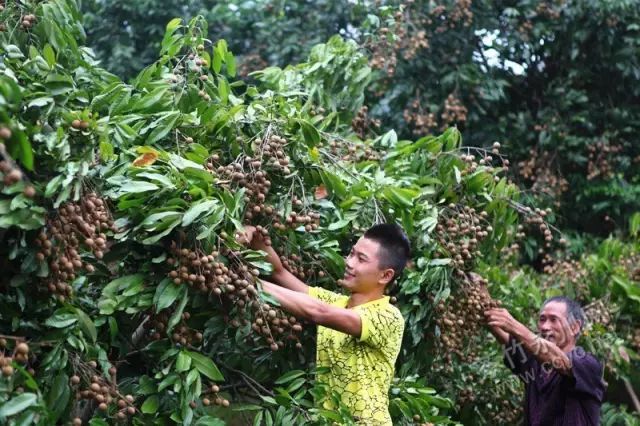 重庆周边龙眼熟了!带上攻略,国庆走起!|重庆|江