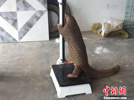 图为民警对穿山甲进行称重 钟欣 摄