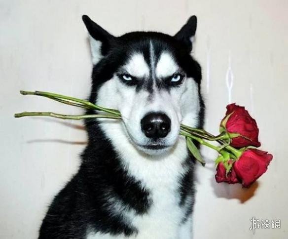 小姐有空吃个烛光晚餐吗 囧图 这个方阵的名字叫原谅_八卦趣闻_新浪游戏_新浪网