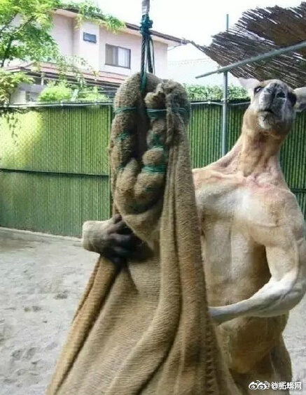 澳大利亚向中国吃货发出邀请:袋鼠肉管够!|袋鼠