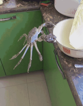 gif:教练你先下去一趟,我怕我科三能把你带上天!