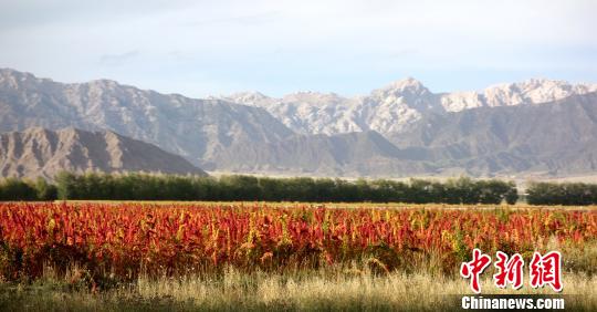 青海柴达木盆地藜麦成熟 姹紫嫣红美不胜收|柴