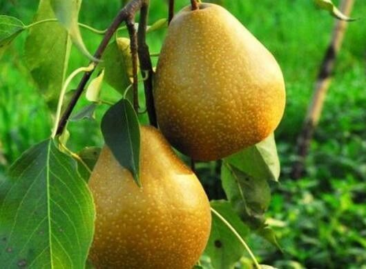 美爆了!西成客专新建车站首次曝光!沿途这些美食美景,错过可不要后悔呦!