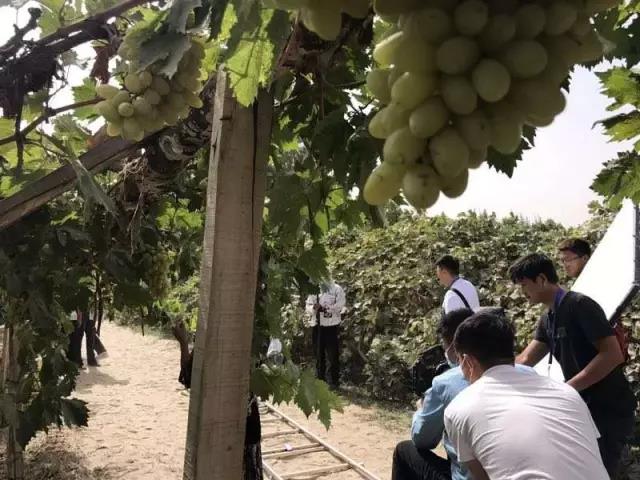 墨玉真牛,竟然把他们吸引来了!|足球|摄影师|戴