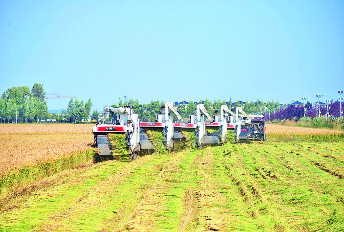 第二届龙江大米节·收获季快乐举行|方正|大米