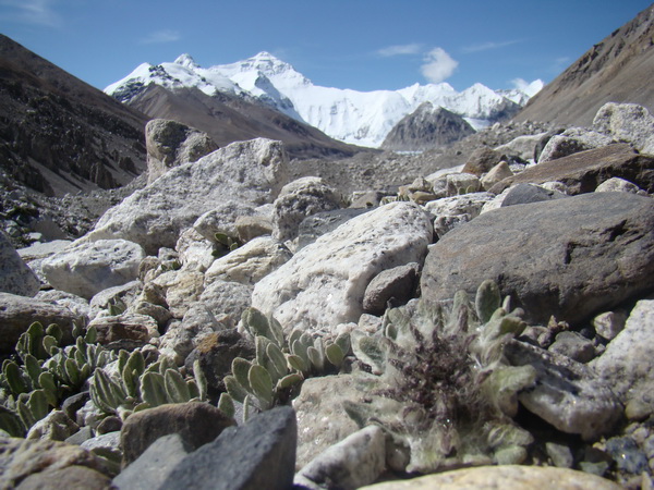 :不仅是奉献,更多是学习与收获|西藏大学|基金|