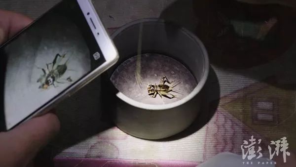 蟋蟀在牛筋草的挑拨下张开牙齿,发出鸣响,它的威武姿态被拍下后,将被发到用于拍卖蟋蟀的微信群中。 澎湃新闻记者 吕啸 图