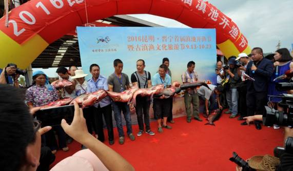 国庆好去处,来滇池开渔节吃鱼啦|滇池|云南|七彩