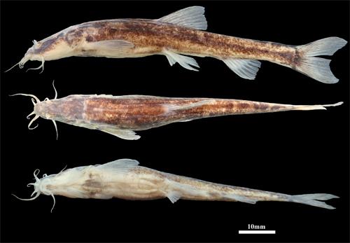 原鳅-提供留学,移民,理财,培训,美容,整形,高考,