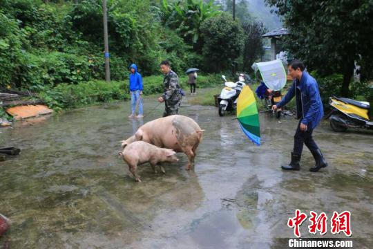 图为陕西岚皋县普降大雨,民众撤离受要挟区域。岚皋县官方供图