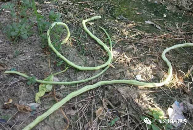 扩散!花都近百斤喷洒农药豆角被盗,警方正加紧