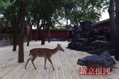 鹿苑中的梅花鹿。新京报记者 浦峰 摄