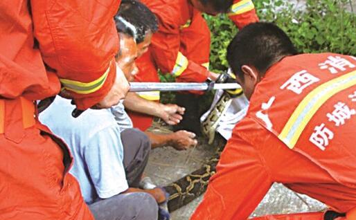 消防员抓住蟒蛇。南国今报 图