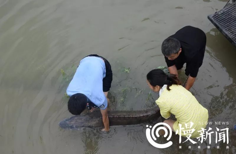 0多年来首次!重庆发现高度疑似野生中华鲟成鱼