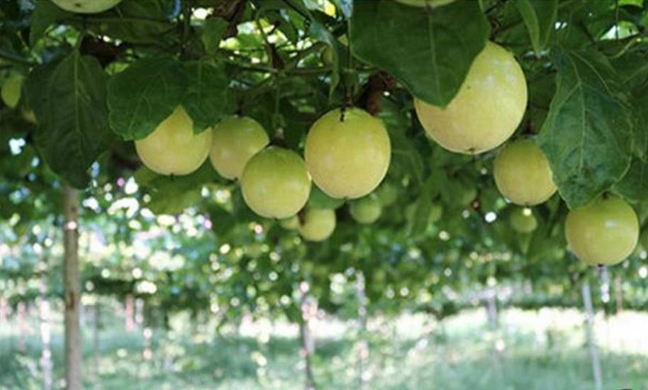 这么香这么甜的百香果,真的是第一次吃到|百香果